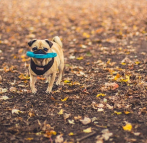 Cepillo para mascotas